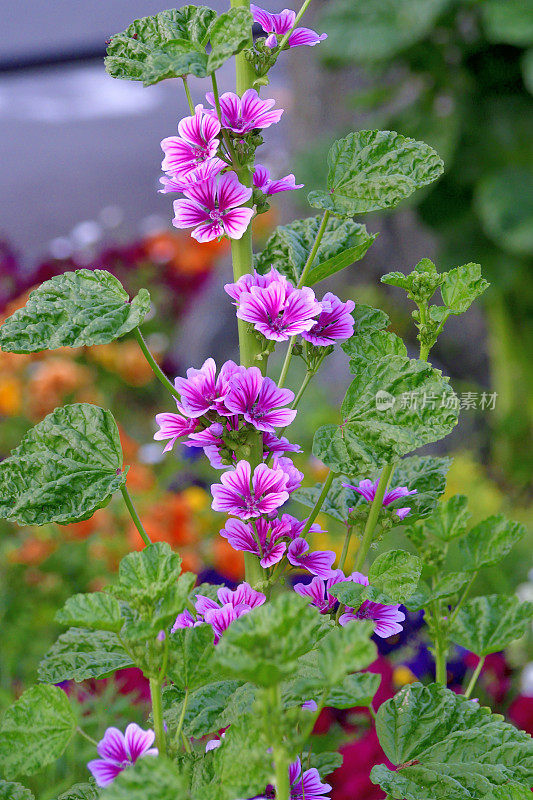 通常是Mallow / Malva Mauritiana / Malva Sylvestris